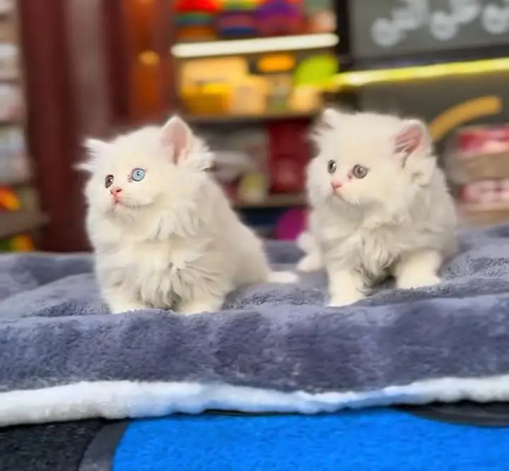 Persian Kittens |Blue Eyes|3 coted |Cat Baby OƷ48029O146 ωtsap — photo 3