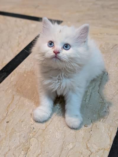 Persian kitten