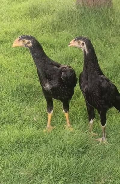 Blackish Blue Shamoo Chicks and White Shamoo Chicks