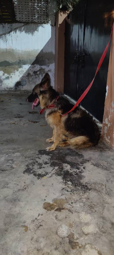 German shepherd pedigree female