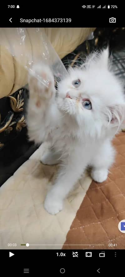 45 Days Male Persian Kitten – Snow White Fluffy Beauty