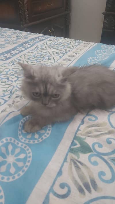 Persian kitten for sale