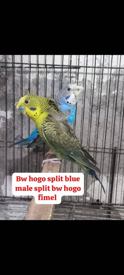 Bw hogo split split blue pear