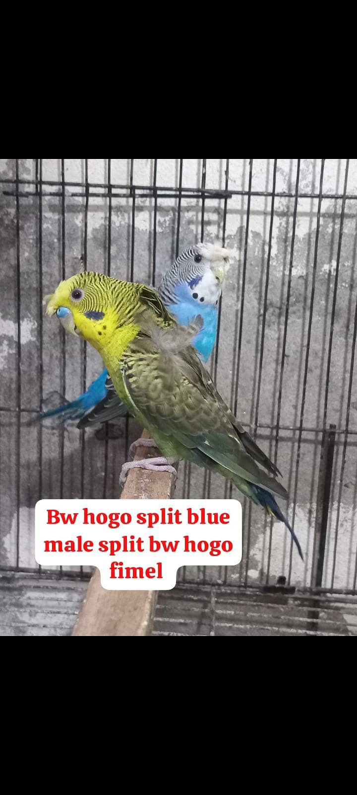 Bw hogo split split blue pear 0