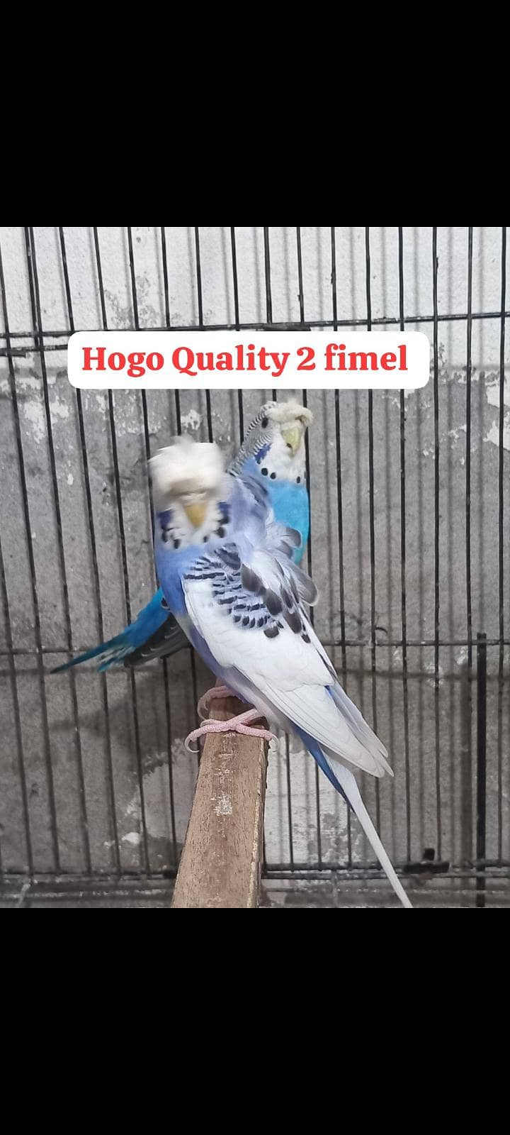 Bw hogo split split blue pear 1