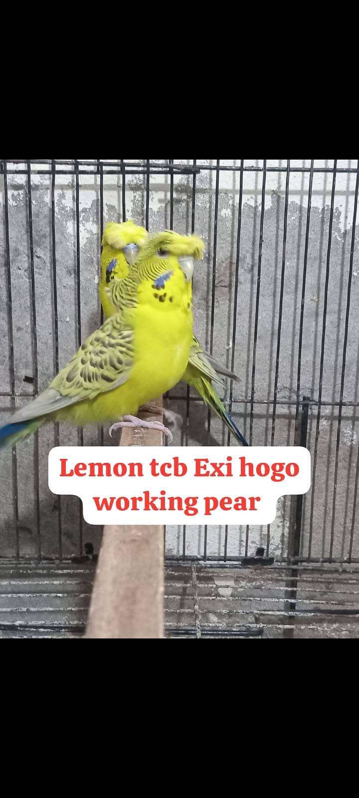 Bw hogo split split blue pear 2
