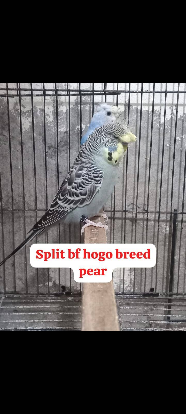 Bw hogo split split blue pear 3