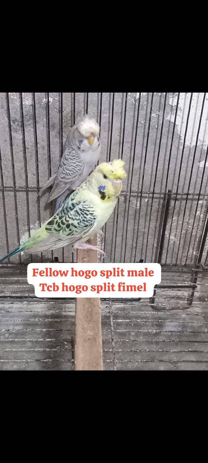 Bw hogo split split blue pear 4