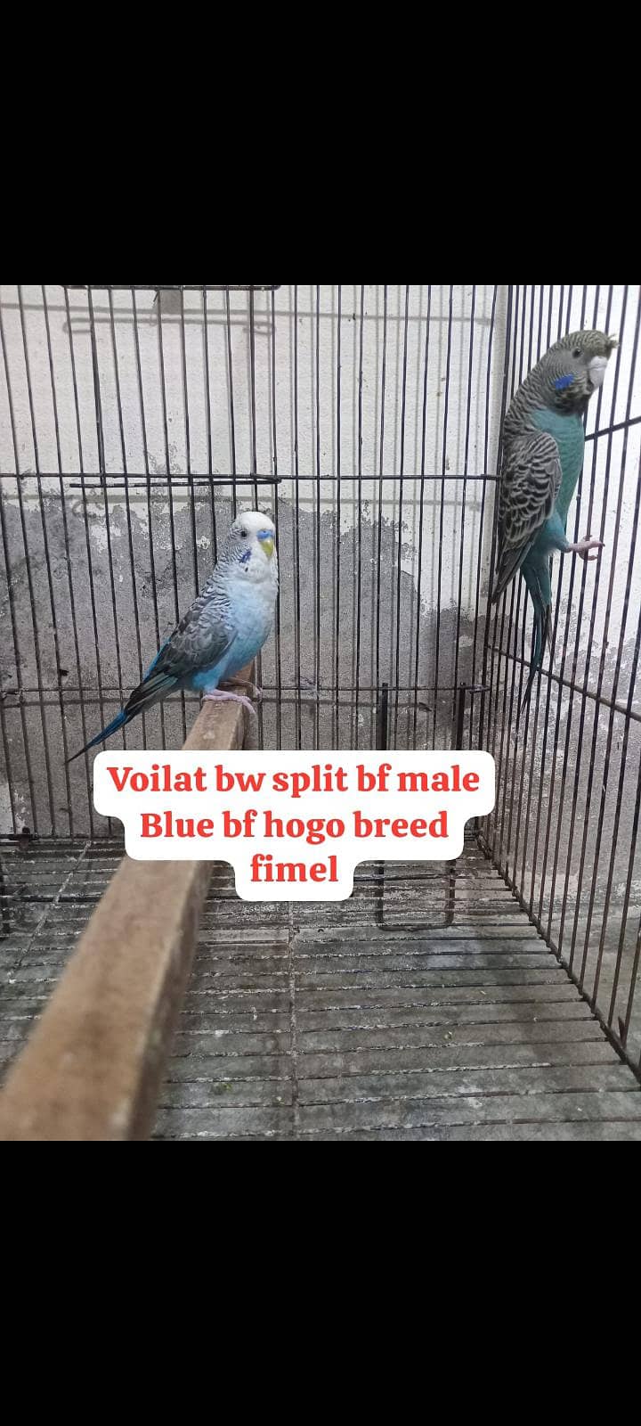 Bw hogo split split blue pear 5