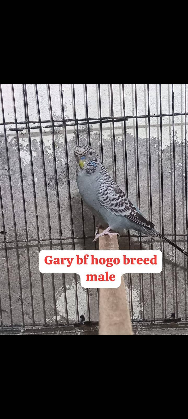Bw hogo split split blue pear 6