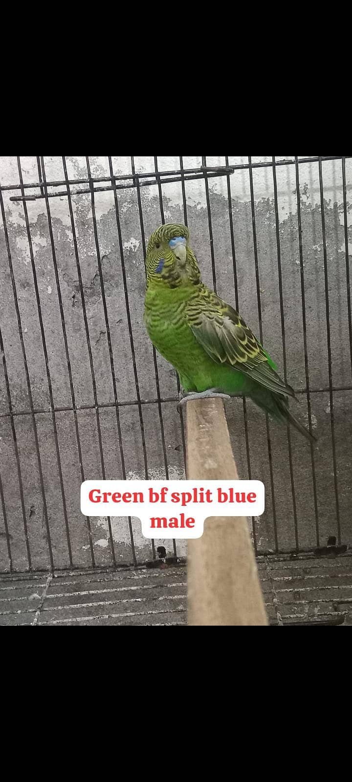 Bw hogo split split blue pear 7