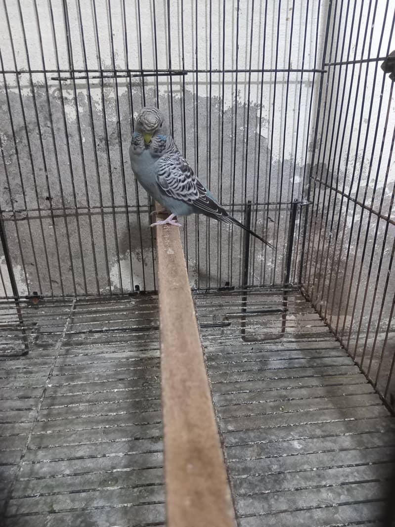 Bw hogo split split blue pear 8