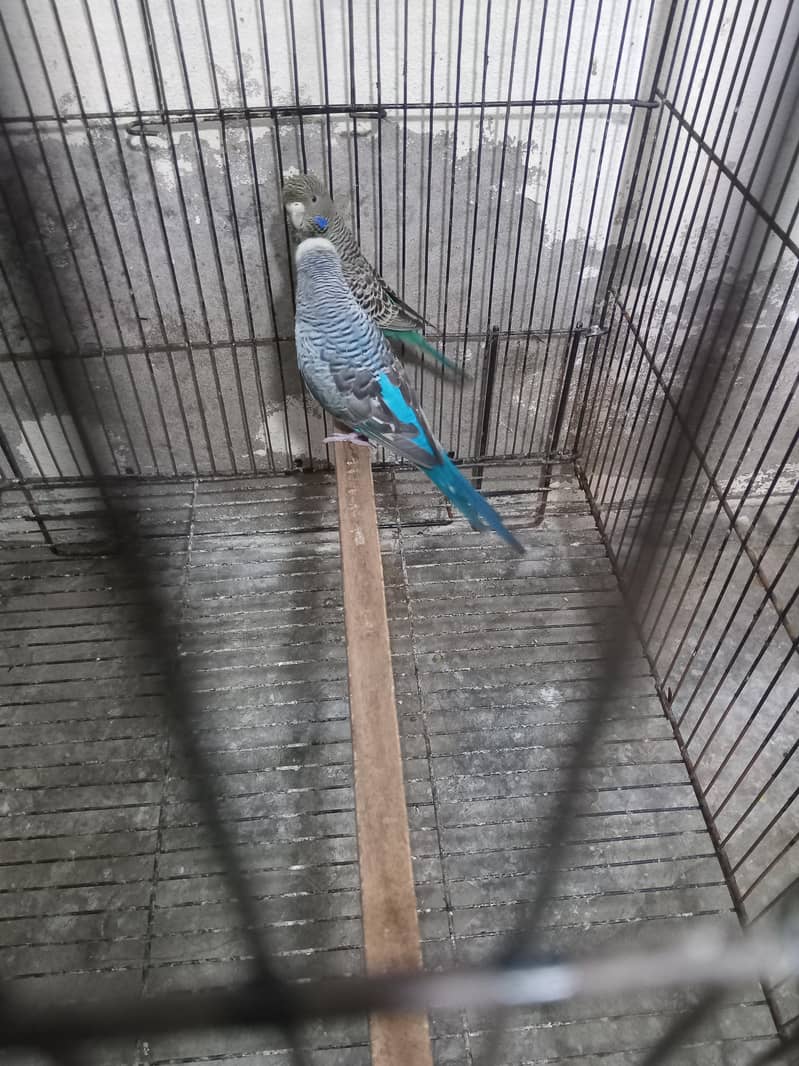 Bw hogo split split blue pear 9