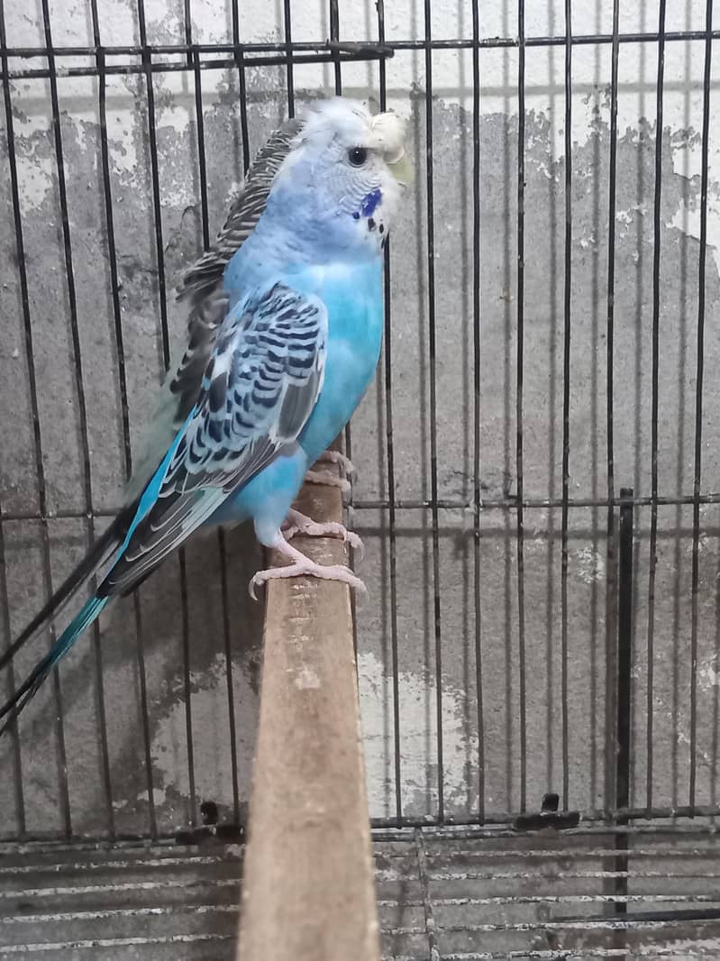 Bw hogo split split blue pear 11