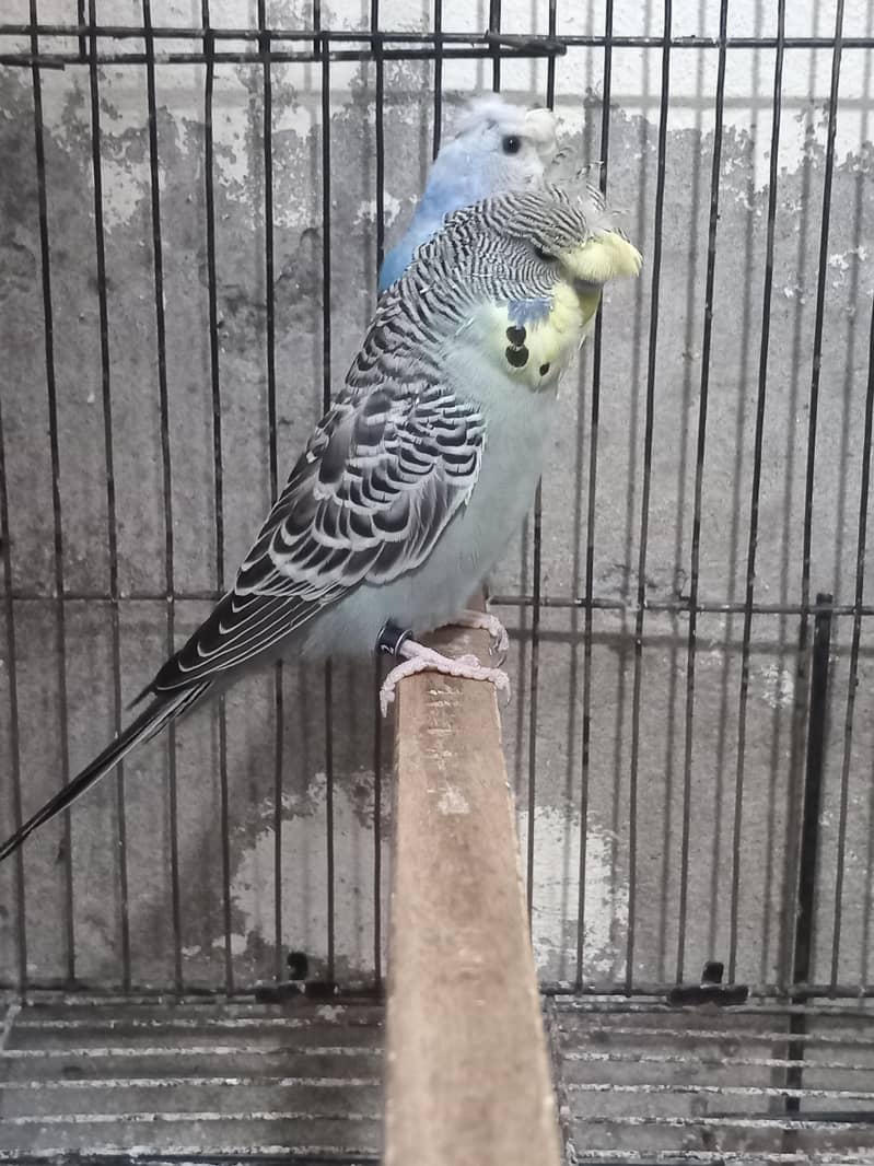 Bw hogo split split blue pear 12