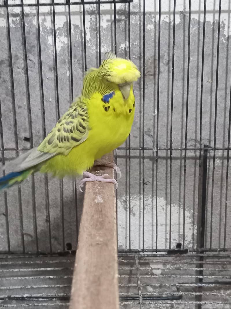 Bw hogo split split blue pear 14