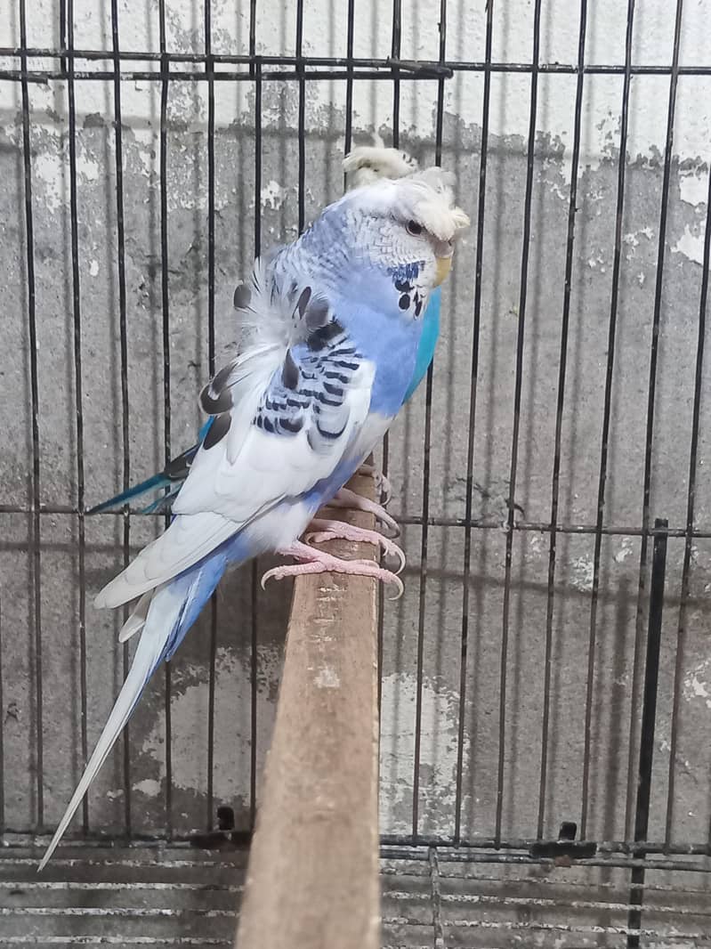 Bw hogo split split blue pear 15