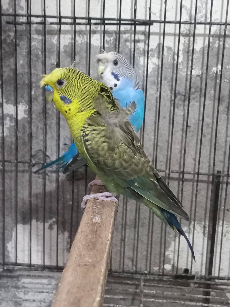 Bw hogo split split blue pear 16
