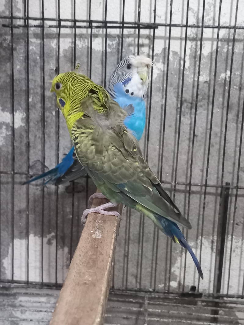 Bw hogo split split blue pear 17