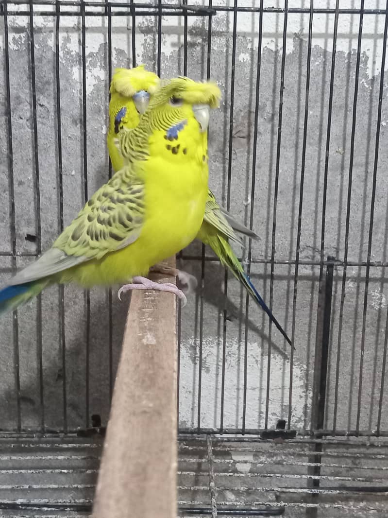 Bw hogo split split blue pear 18