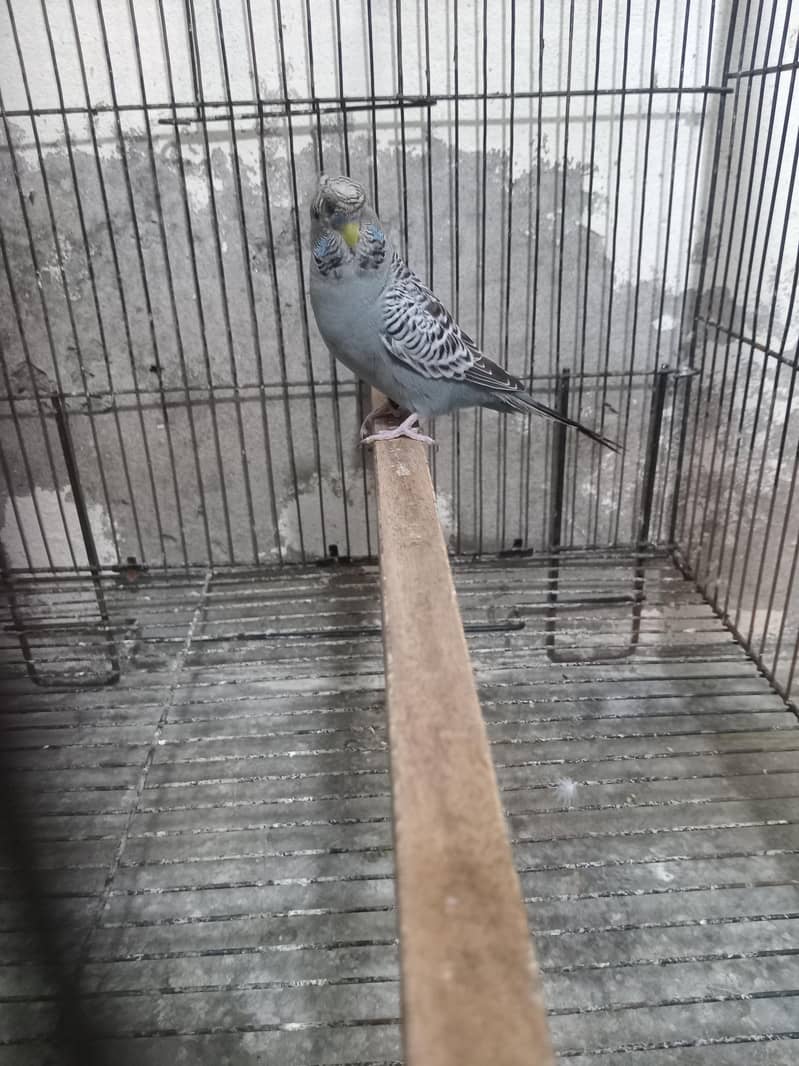 Bw hogo split split blue pear 19