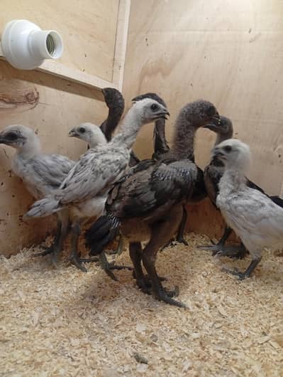 jet black , solid blue and ice blue Dargon chicks