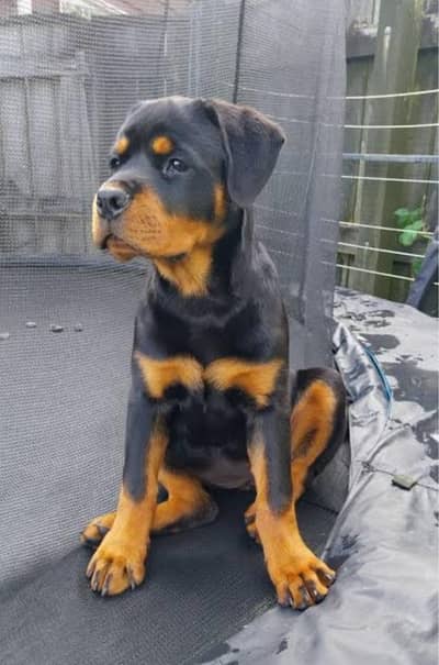Rottweiler Male  vaccinated healthy/active puppy for sale