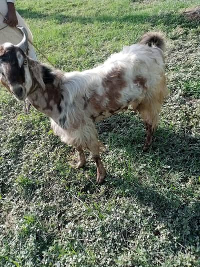 Pure Sindhi Tapra Bakra - Fresh 2 Daant (Donda)