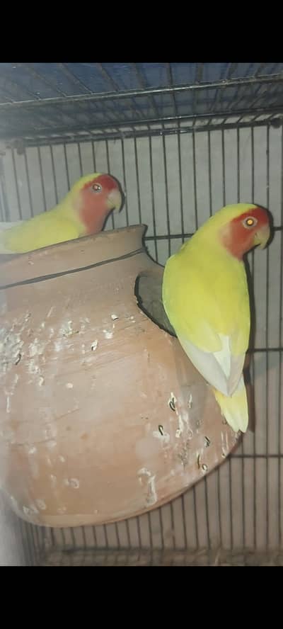 lotino breeder pairs for sell 03330203898