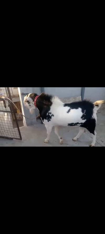 Black Ablak Teddy Gulabi Breeder