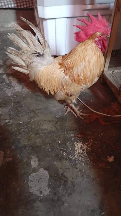 Golden desi murga for sale