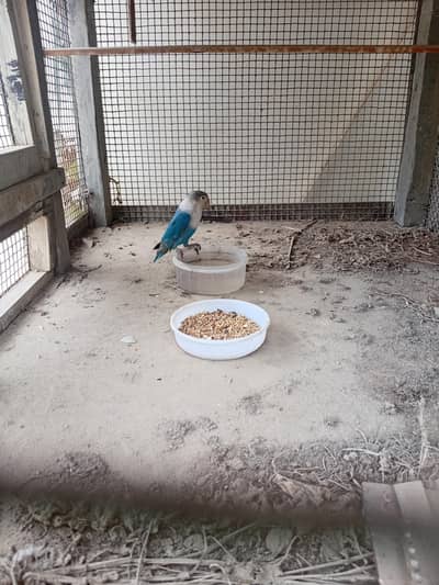 blue pasnata age 2months