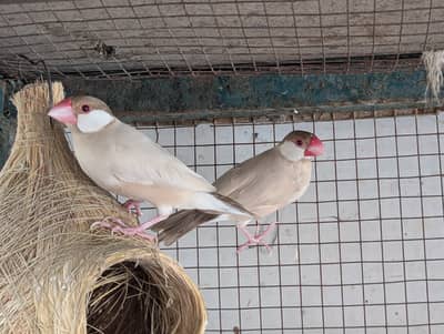 Java Finches breeder pair