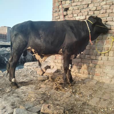 Khera bull