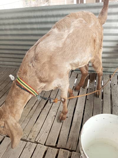 Goat for sale