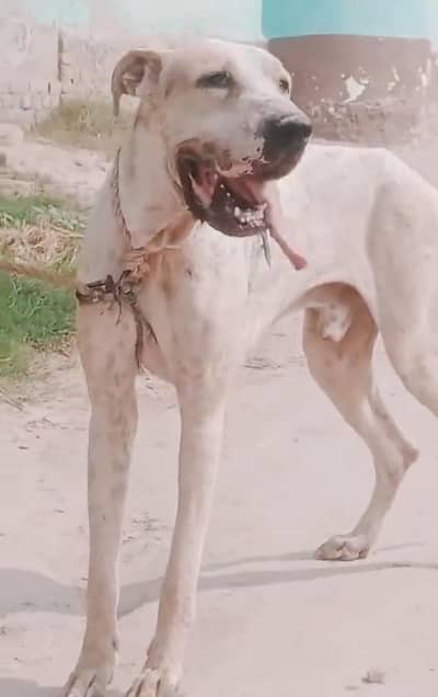 bully male