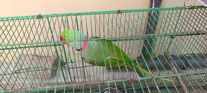 I want to sell pair of raw parrots full active and healthy pair