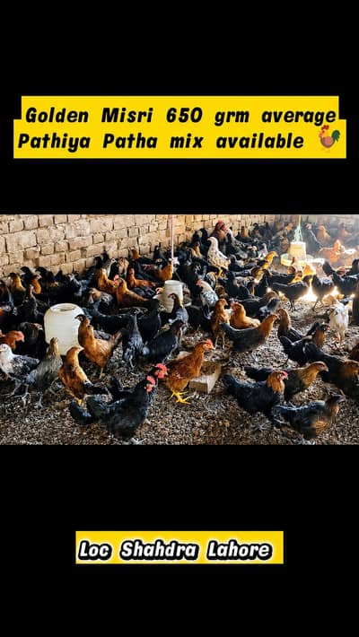 offer rate Golden Misri 600 650 grm pathiya patha mix available