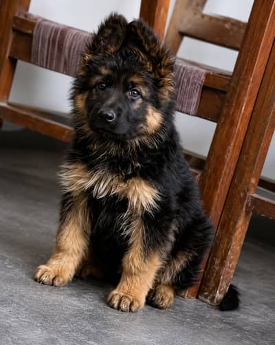 German shepherd puppy \ gsd puppies \ long caot \ gsd dog
