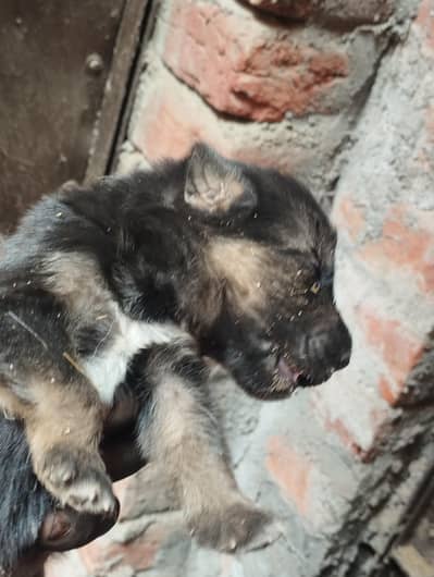 German shepherd dog