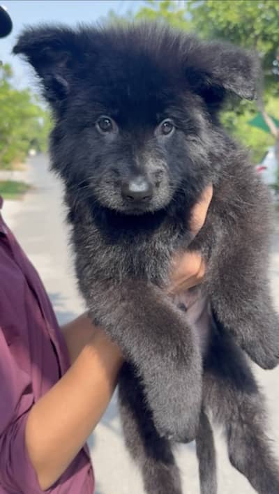 Black pedigreed german shephard puppies
