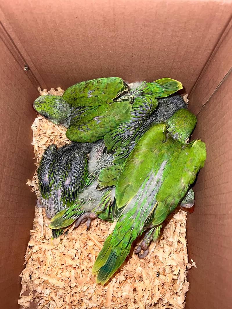 Green Ringneck 1