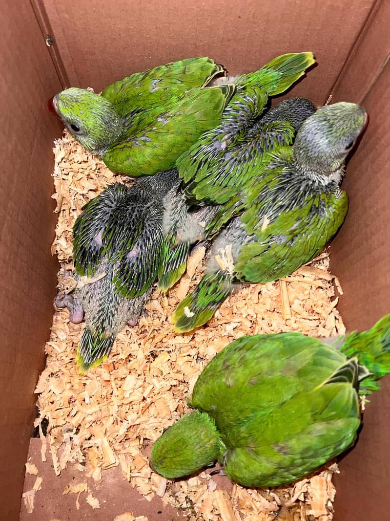 Green Ringneck 2
