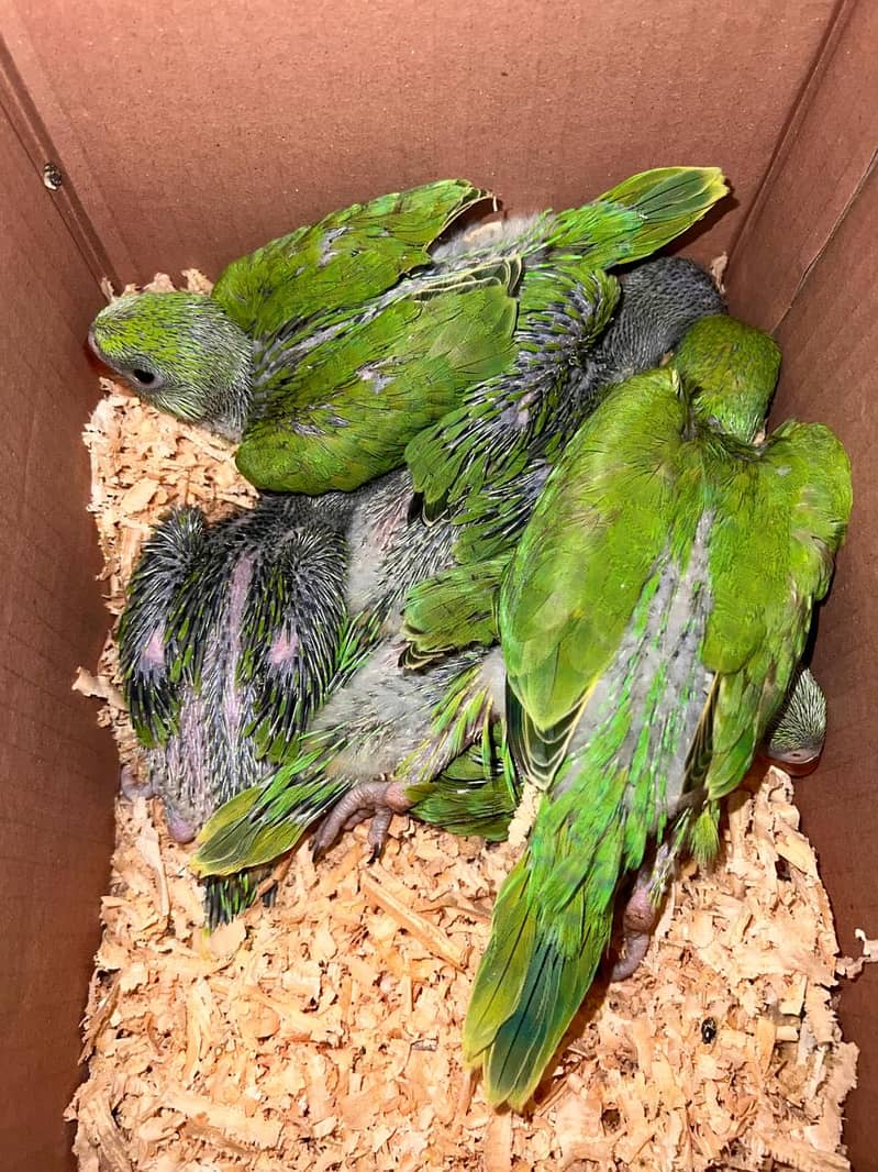 Green Ringneck 3