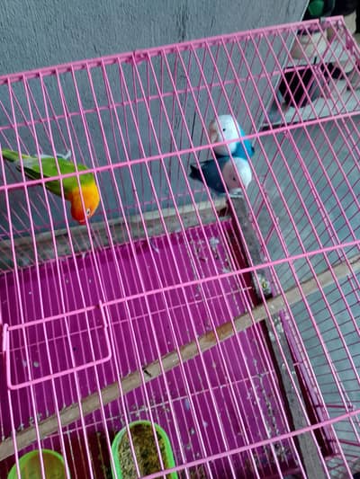 love birds