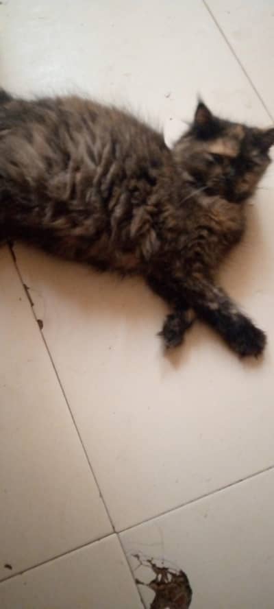 persiàn cat male female both for urgent sale