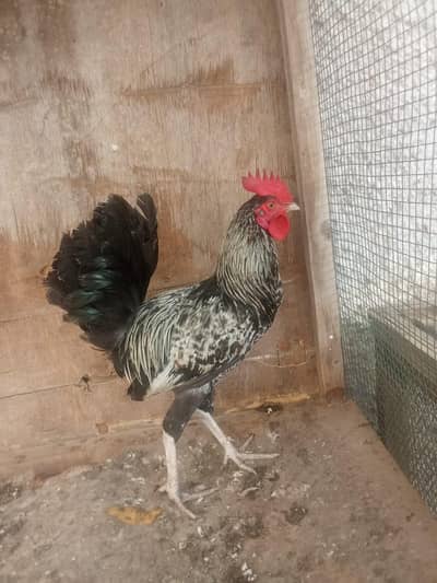 breeder misri murga for sale