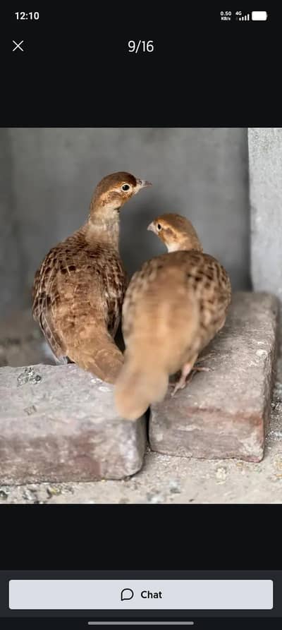 irani tettr king size brider pair  03446264908 watsap