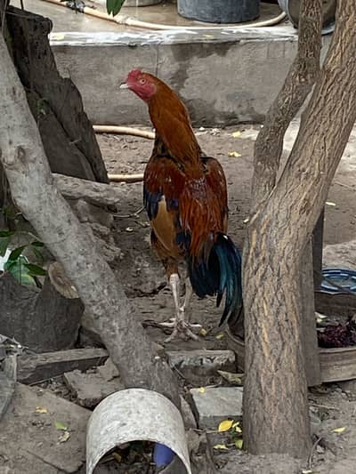 Aseel janwer for sale 03290248272
