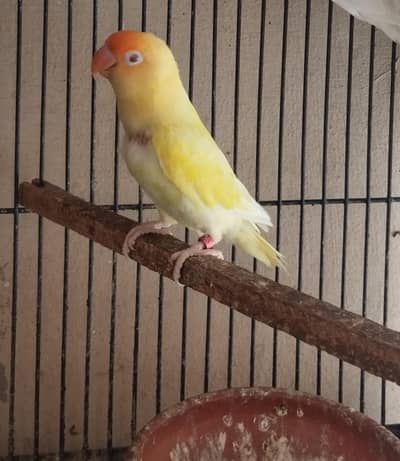 Red eye